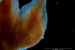calyx, detail