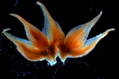 calyx, dissected