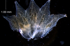calyx, dissected