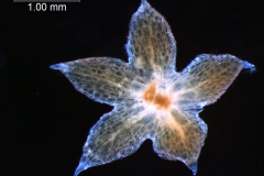 calyx, dissected