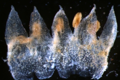 corolla, dissected