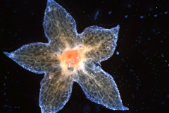 calyx, dissected