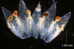 corolla, dissected