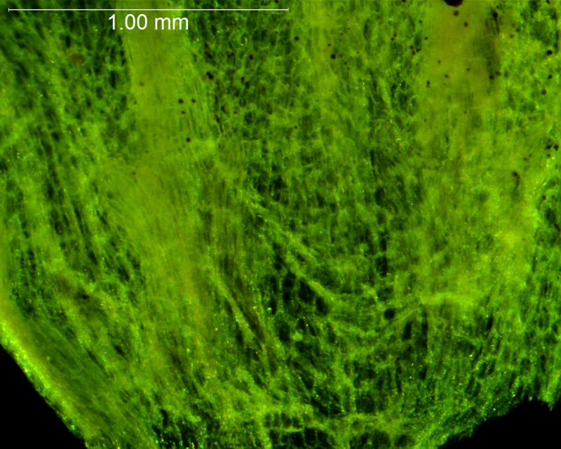 infrastaminal scales (almost invisible!)
