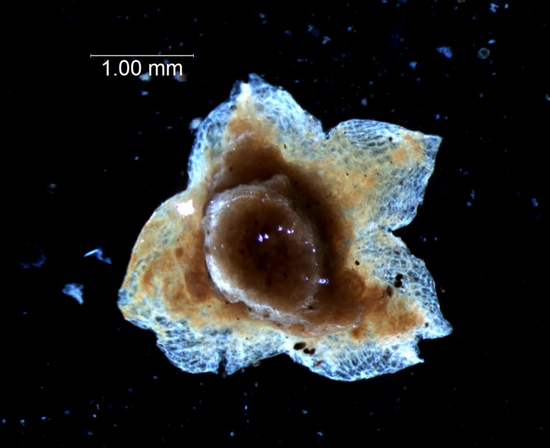 calyx, 3D (dorsal)