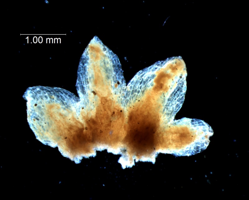 calyx, dissected