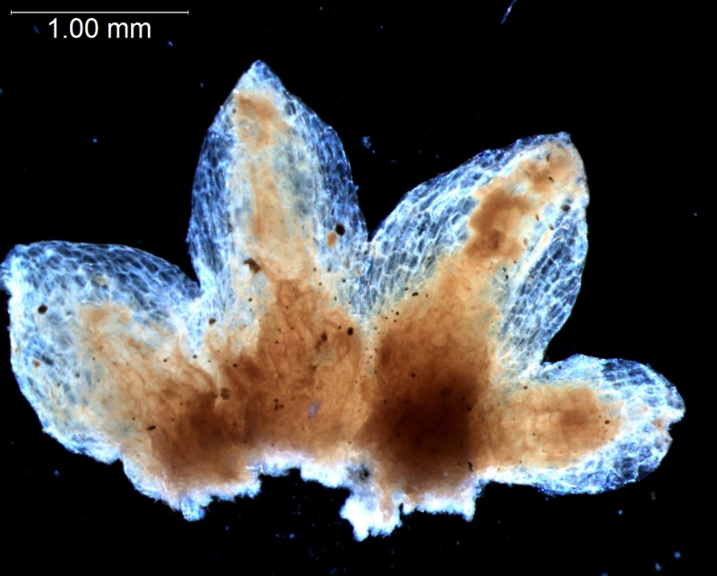calyx, dissected