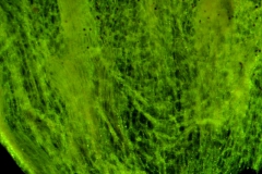 infrastaminal scales (almost invisible!)