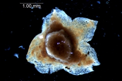 calyx, 3D (dorsal)