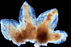calyx, dissected