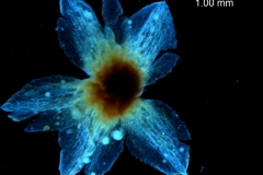 calyx, dissected