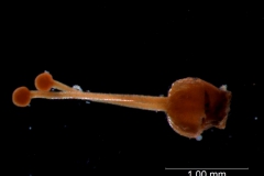 gynoecium