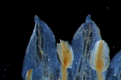 stamens & corolla lobes