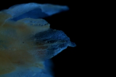 corolla lobes detail