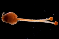 gynoecium