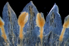 stamens & corolla lobes
