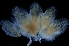 calyx, dissected