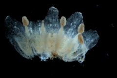 corolla, dissected