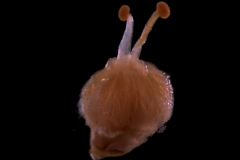 gynoecium