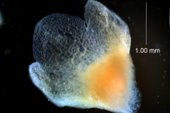 calyx 3D