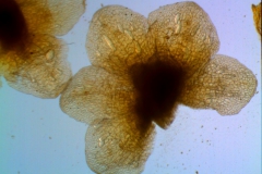 calyx dissected