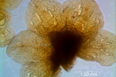 calyx dissected