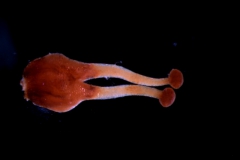 gynoecium