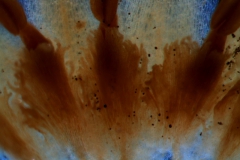 infrastaminal scales