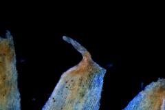 corolla lobes apex