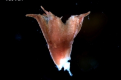 calyx, 3D
