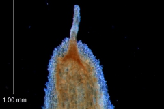 corolla lobe apex