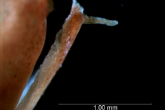 corolla lobe apex