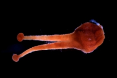 gynoecium