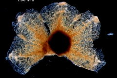 calyx, dissected
