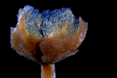 calyx (dorsal view)