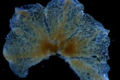 calyx, dissected