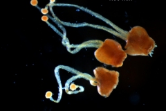 gynoecium variation