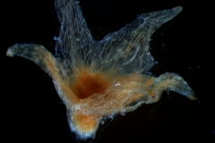 calyx, 3D