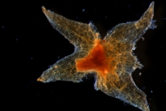 calyx, dissected
