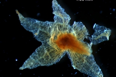 calyx, dissected