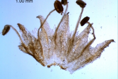 corolla, dissected