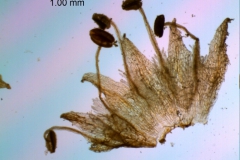 corolla, dissected