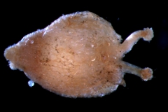 gynoecium