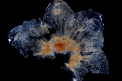 calyx, dissected