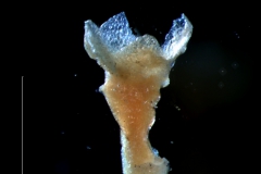 calyx, 3D