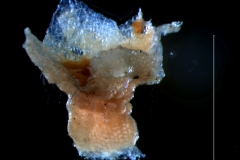 calyx, 3D