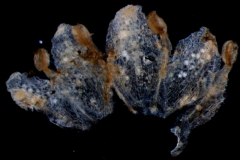 corolla, dissected