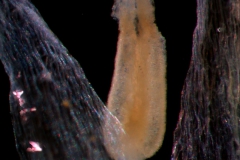 anther & corolla lobes