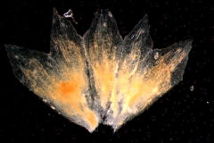 calyx, dissected