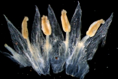 corolla, dissected